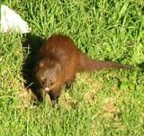 Bushy tailed mongoose2