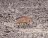  Antelope