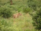 Cheetah mom keeps an eye out