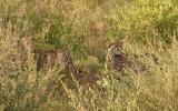 cheetah cubs looking our way