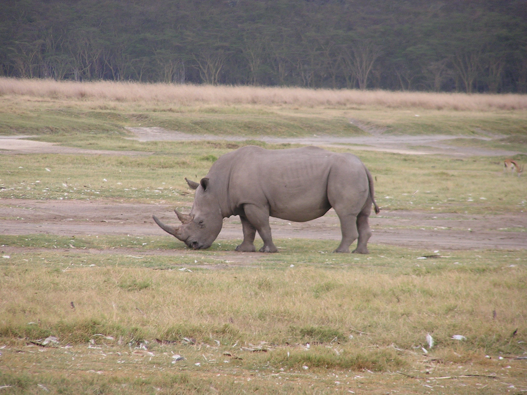 White Rhino2.