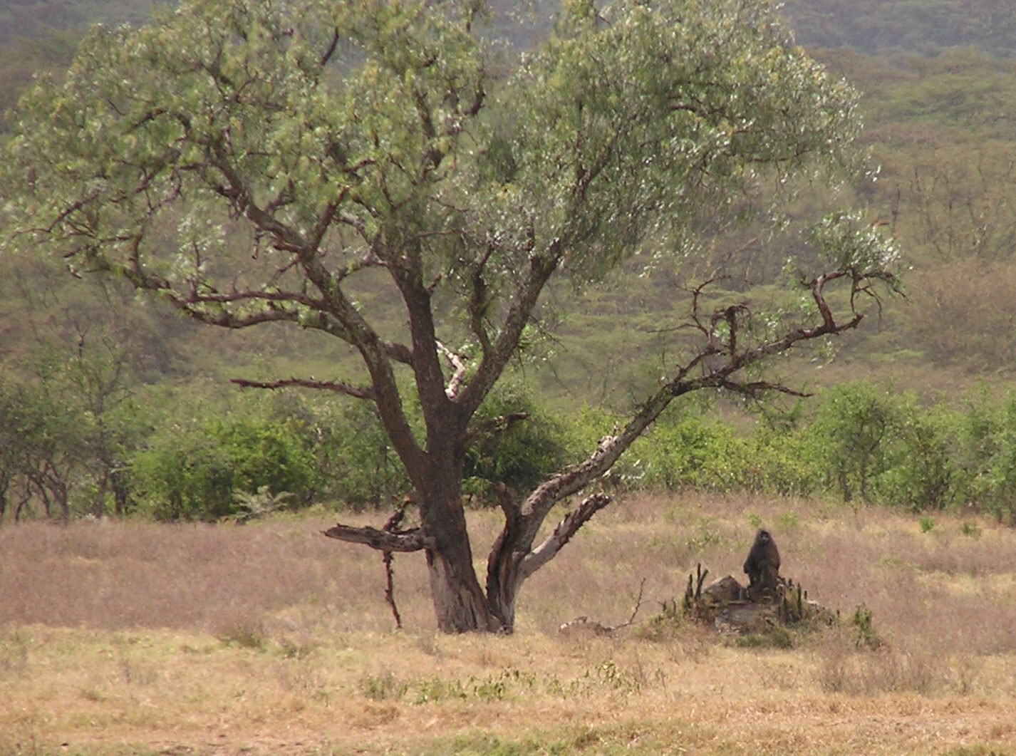 baboon in the shade