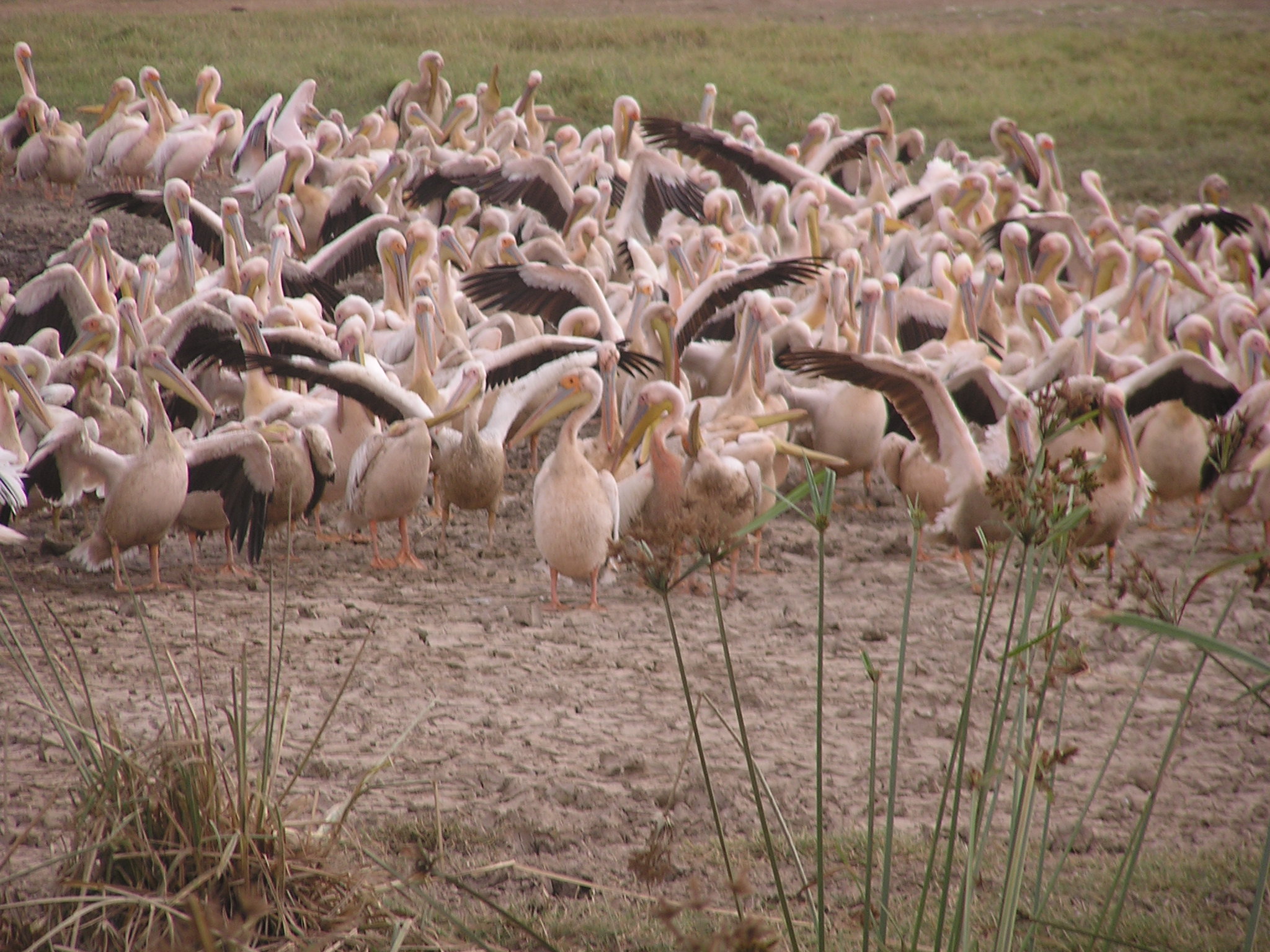 stork1