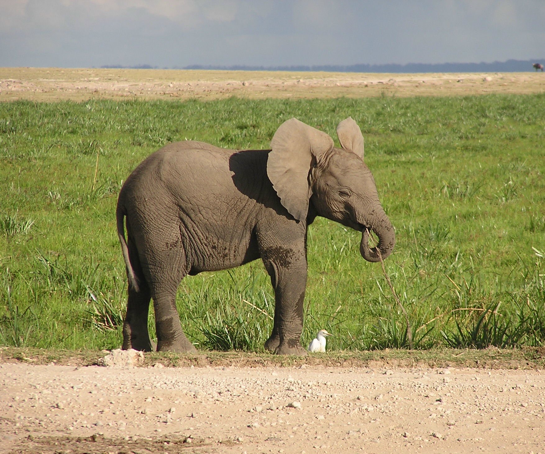 baby elephant on alert