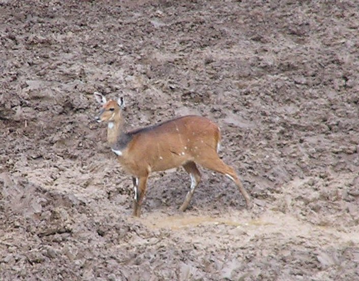  Antelope