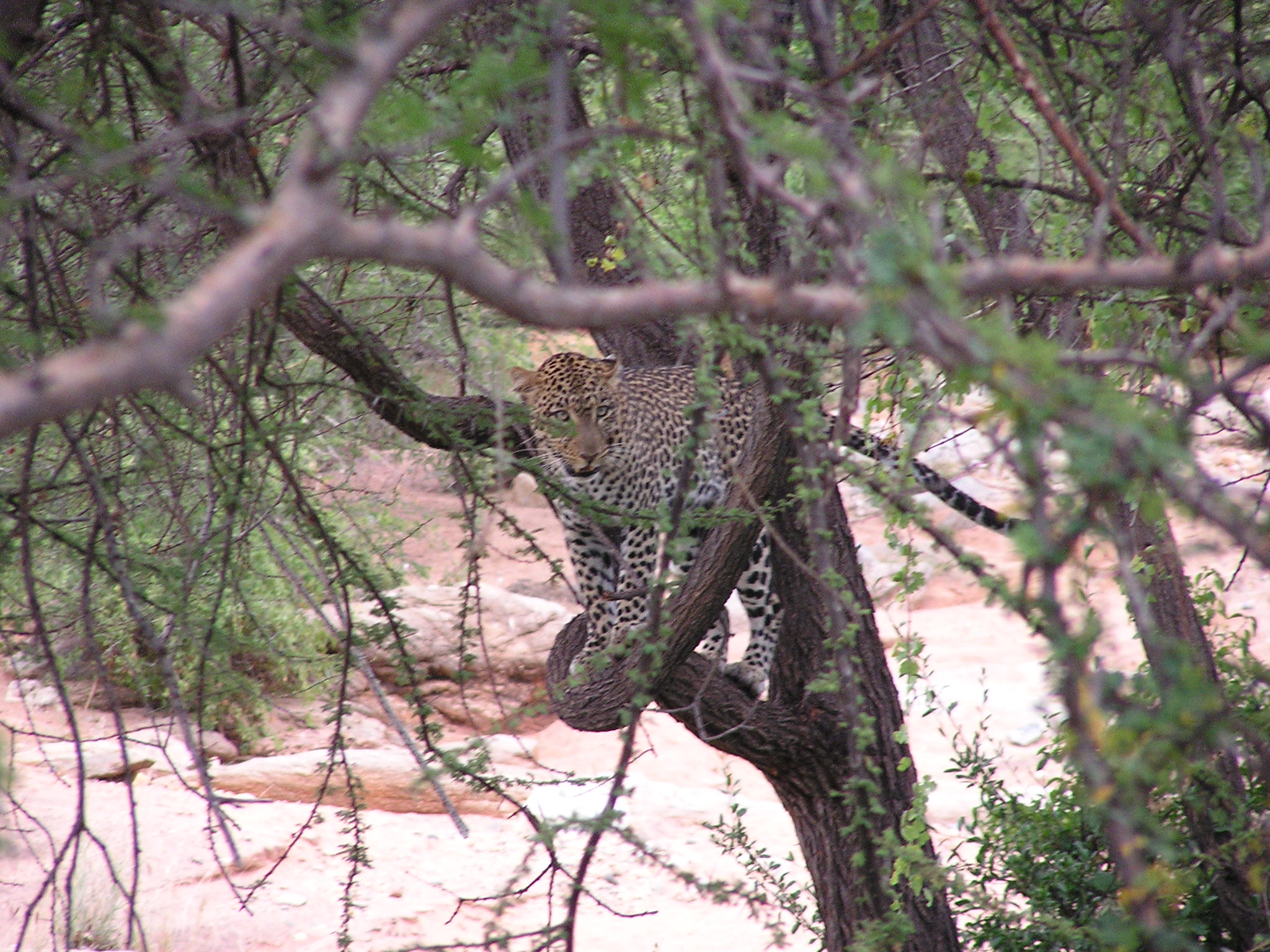 Leopard hiding out of reach of the hyena