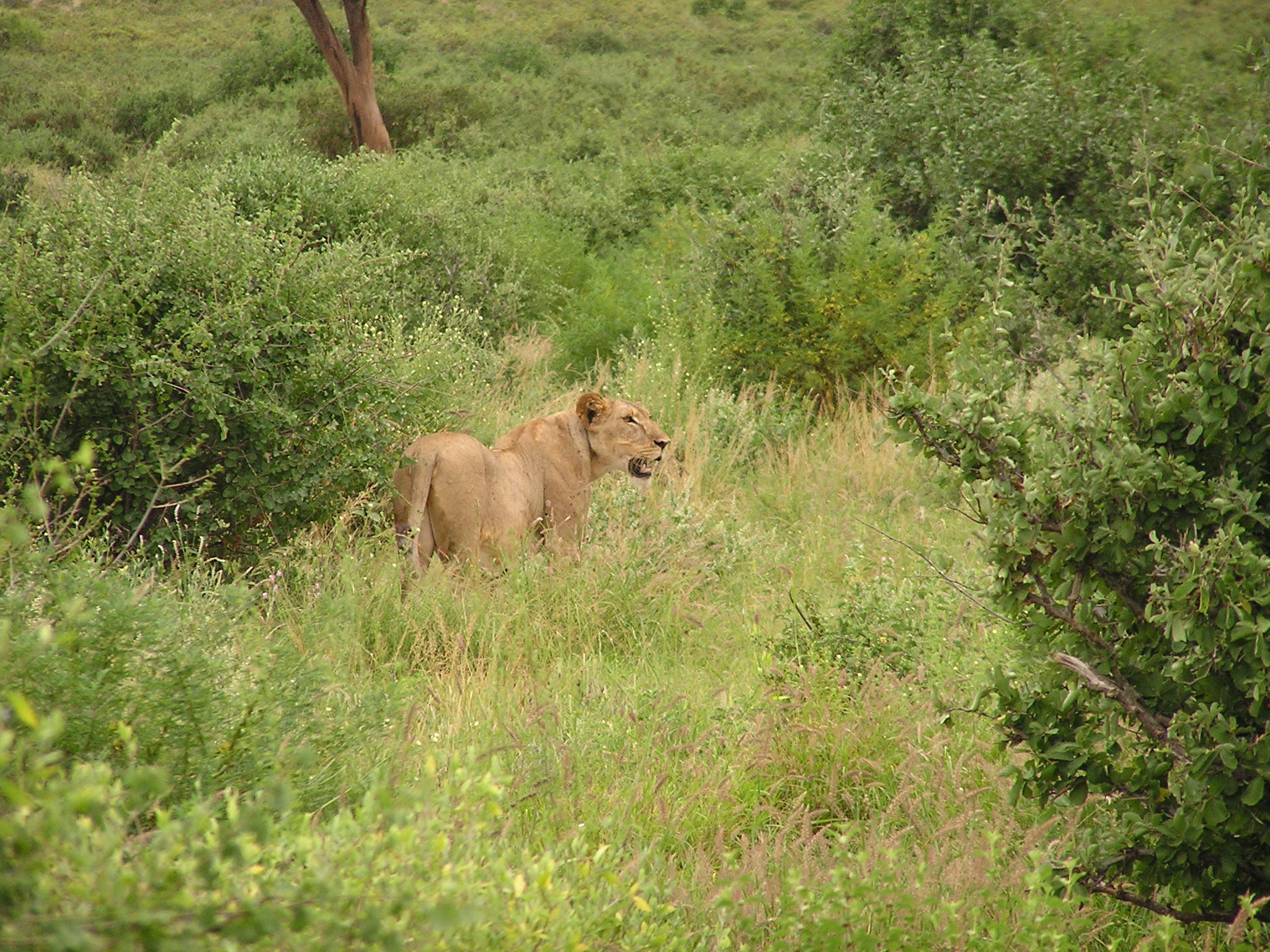 Cheetah mom keeps an eye out