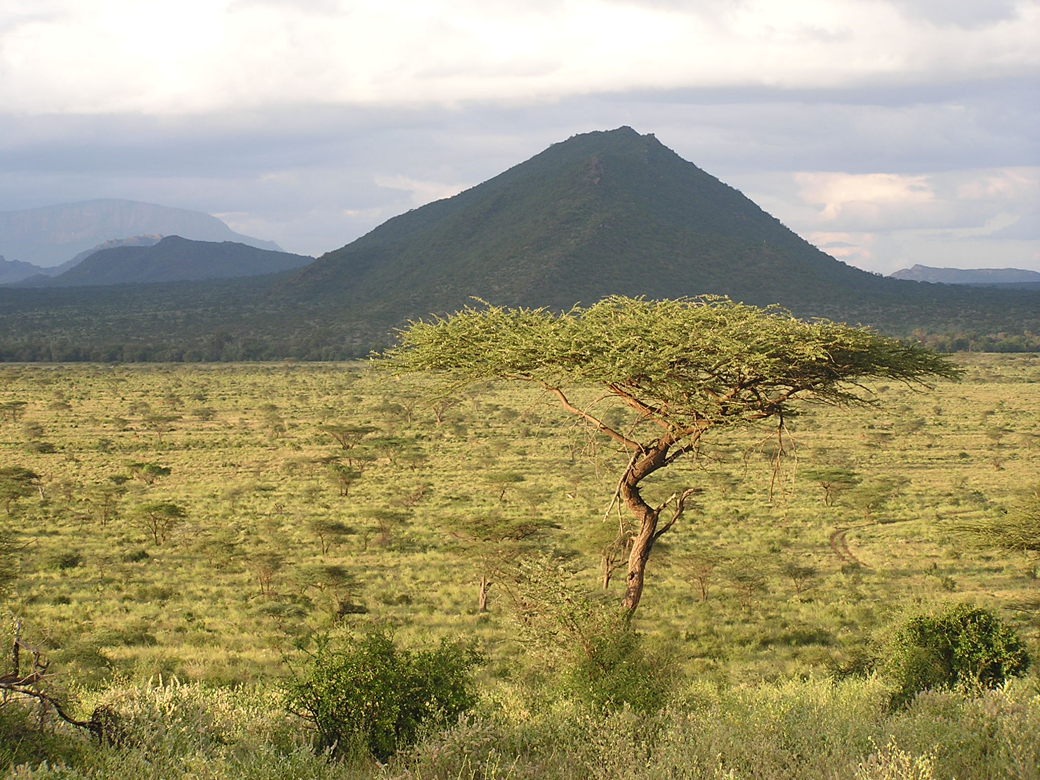 Acacia Tree against backdrop of Samburuland.JPG