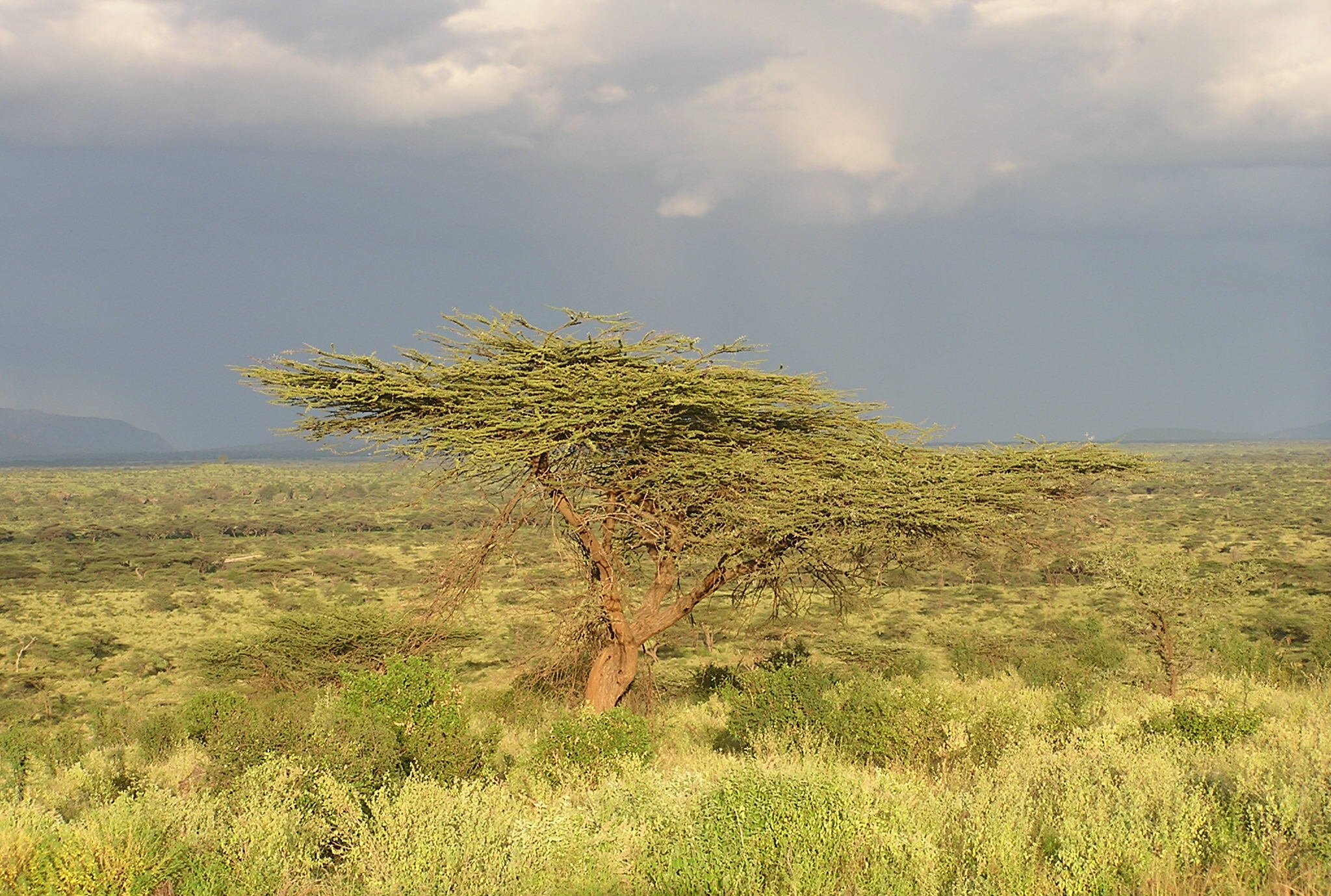 another acacia.JPG