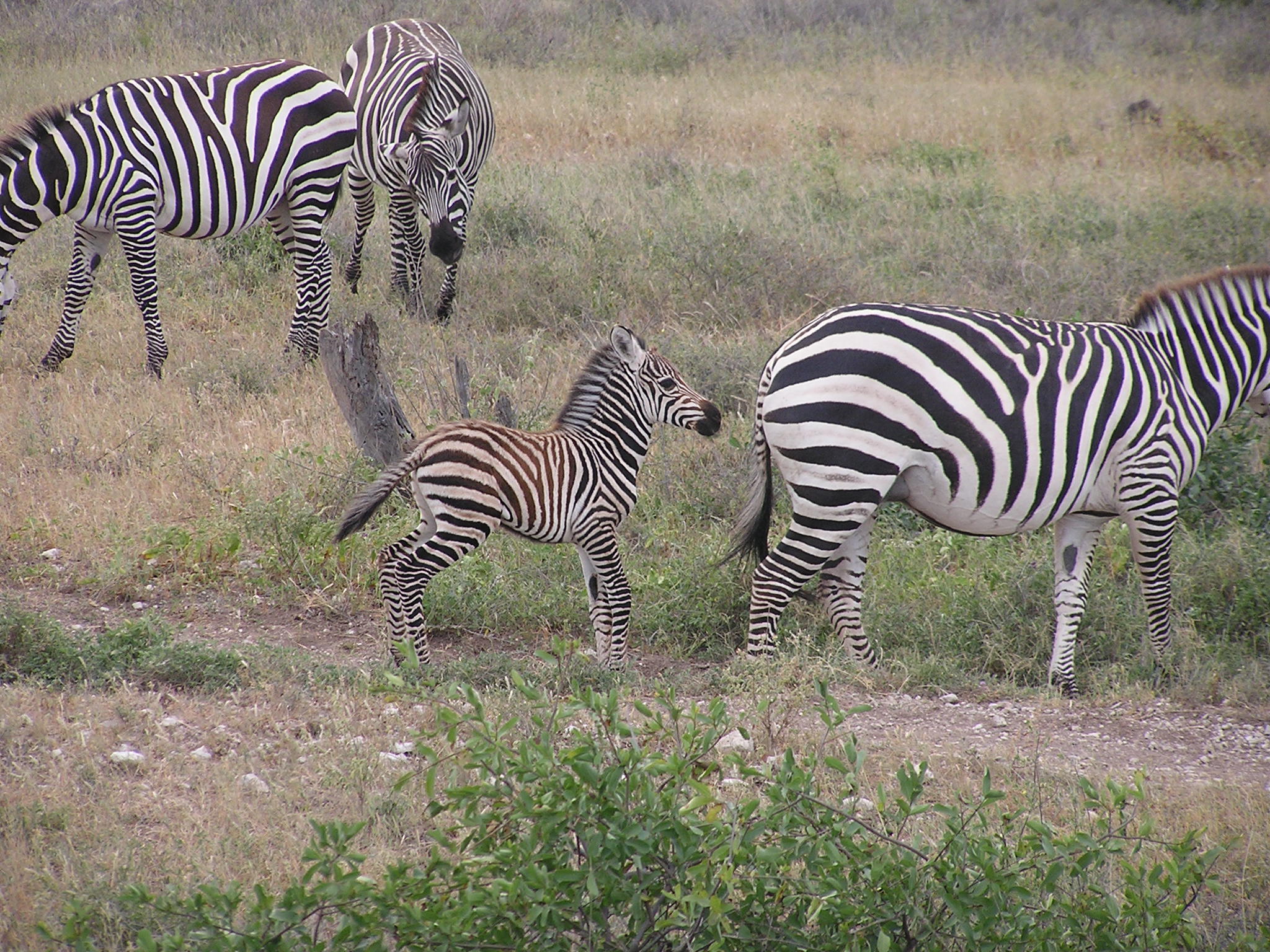 Common Zebra baby rarin to go.JPG