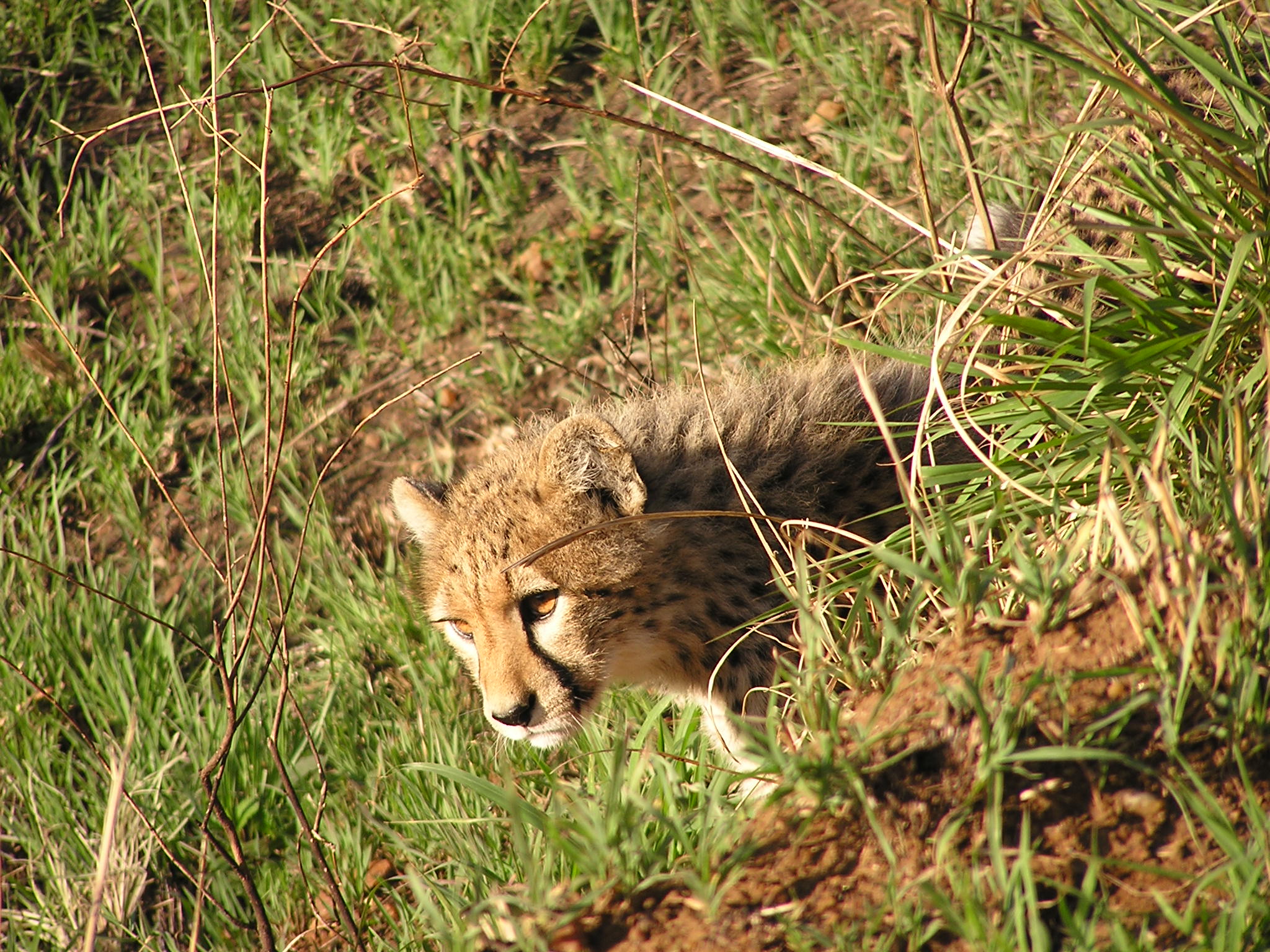 hiding next to the road