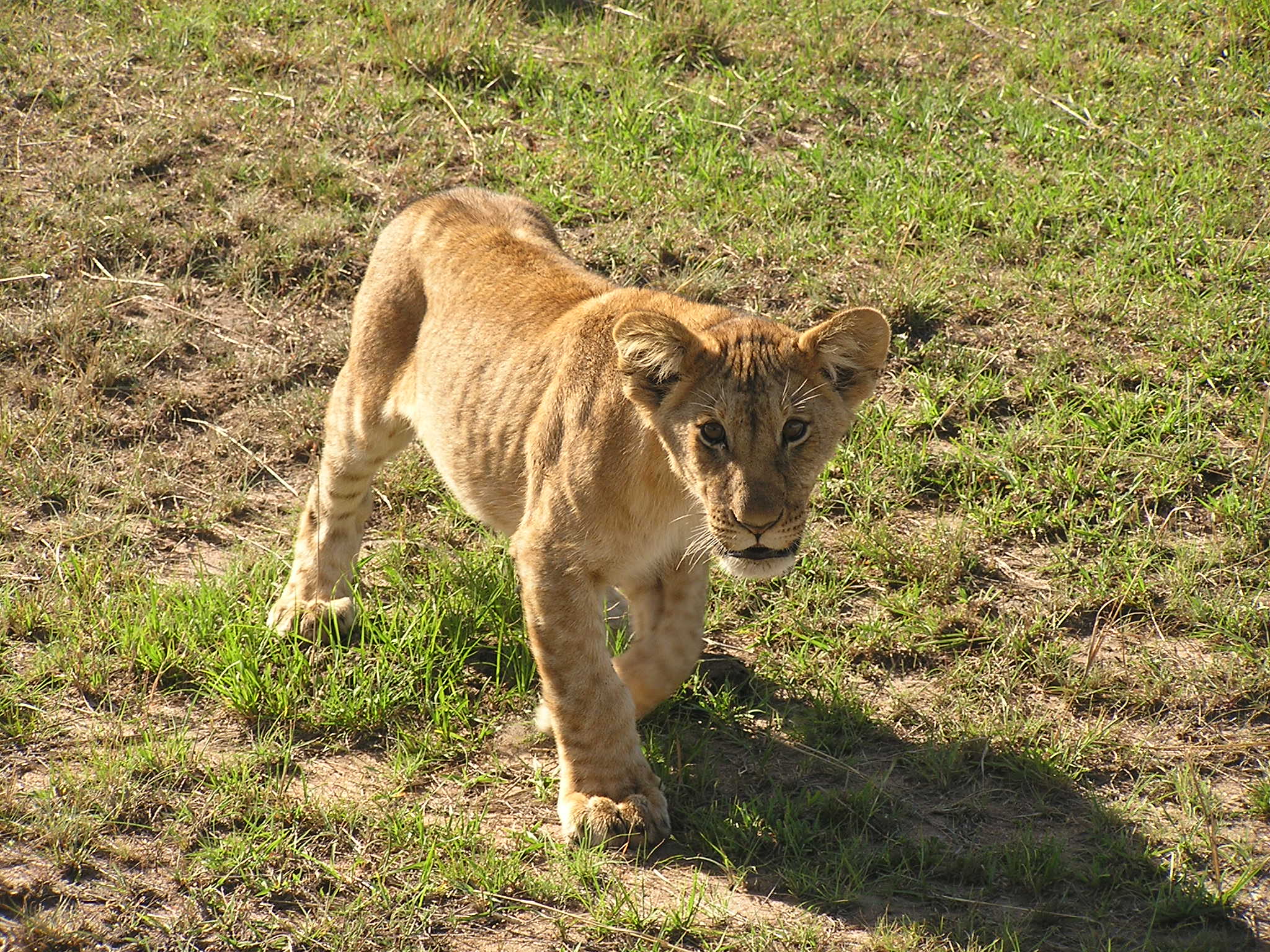 i could eat you even if Im just a cub