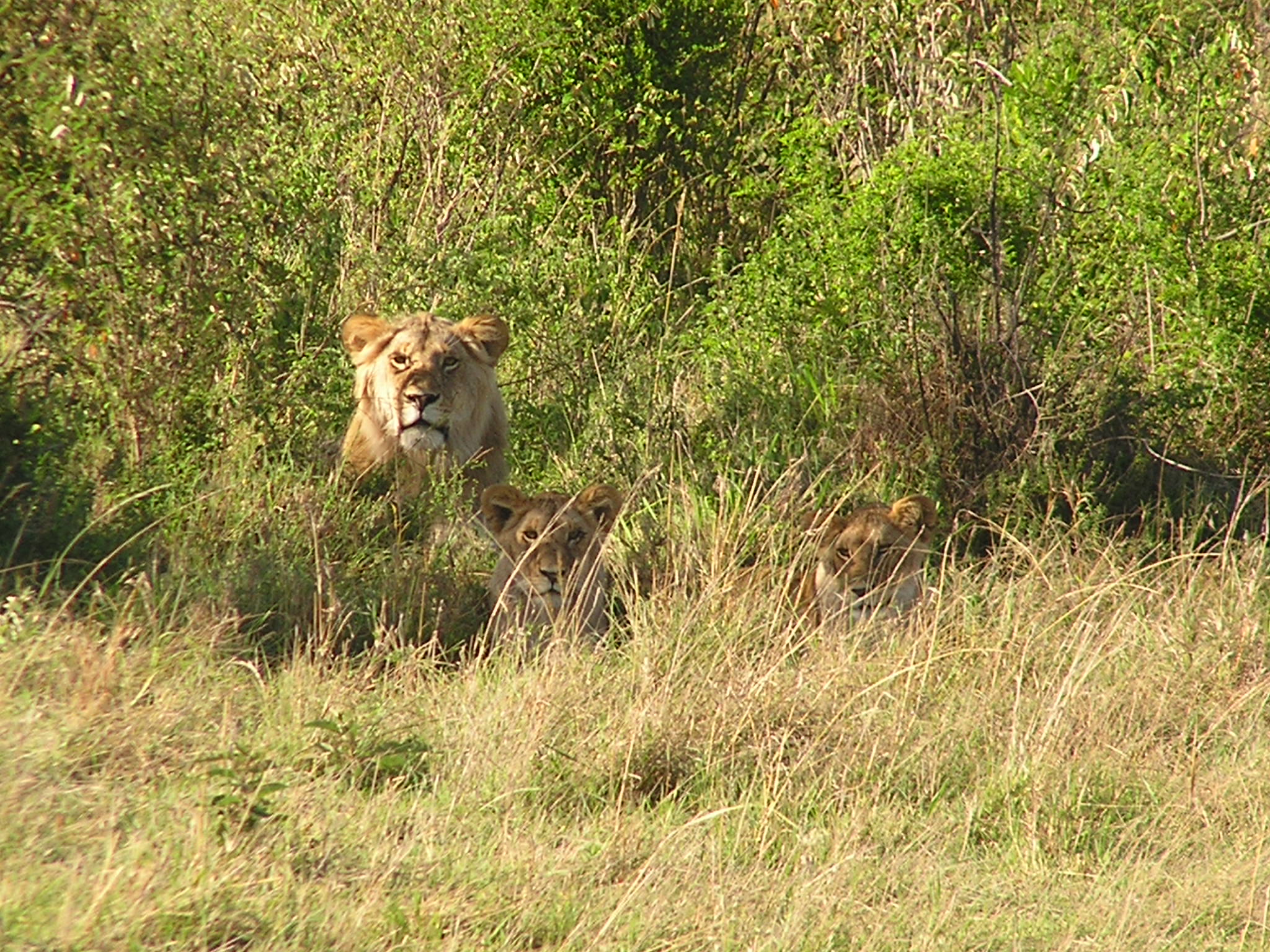 pops and 2 cubs