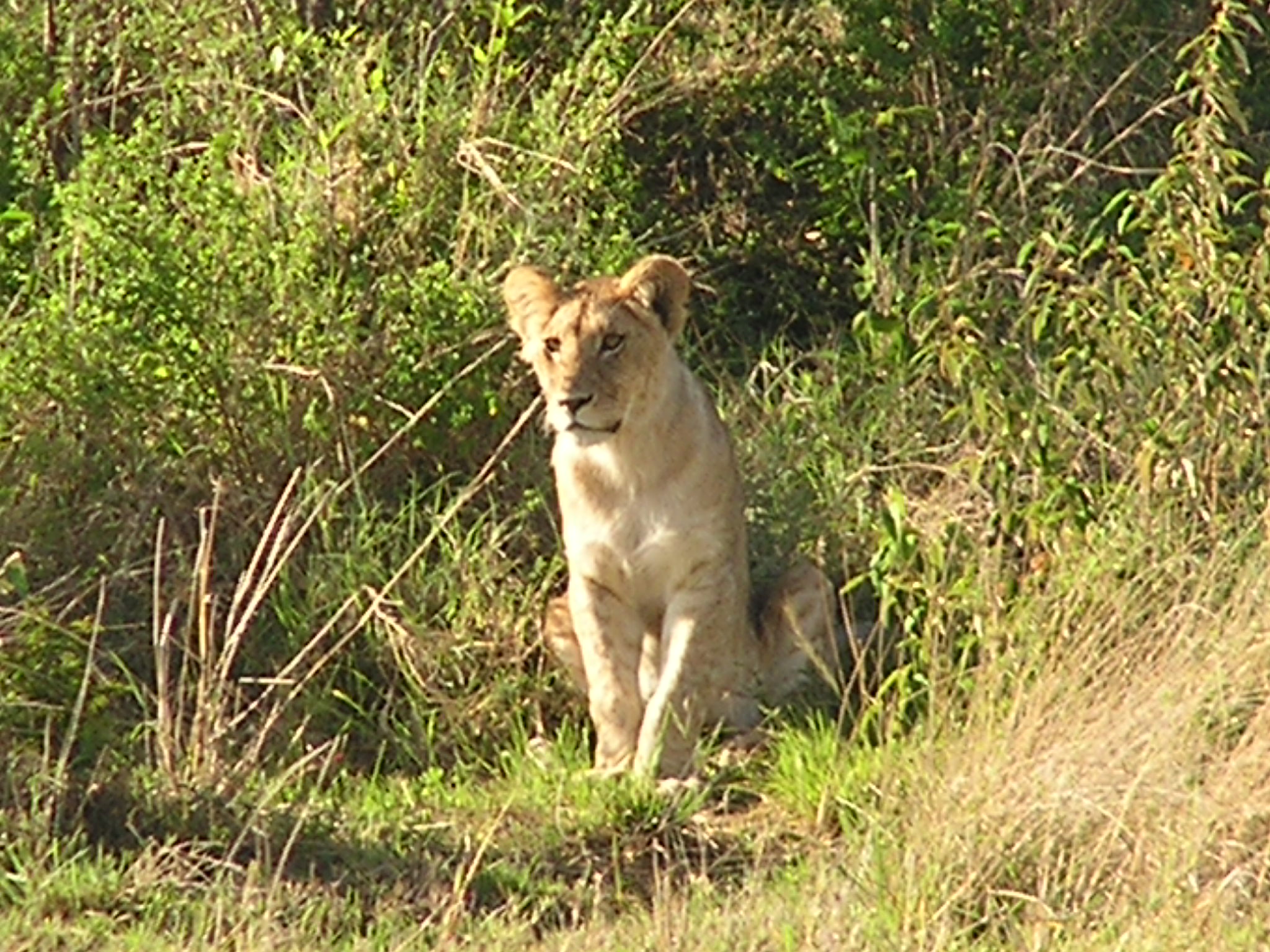 watching mom go hunt