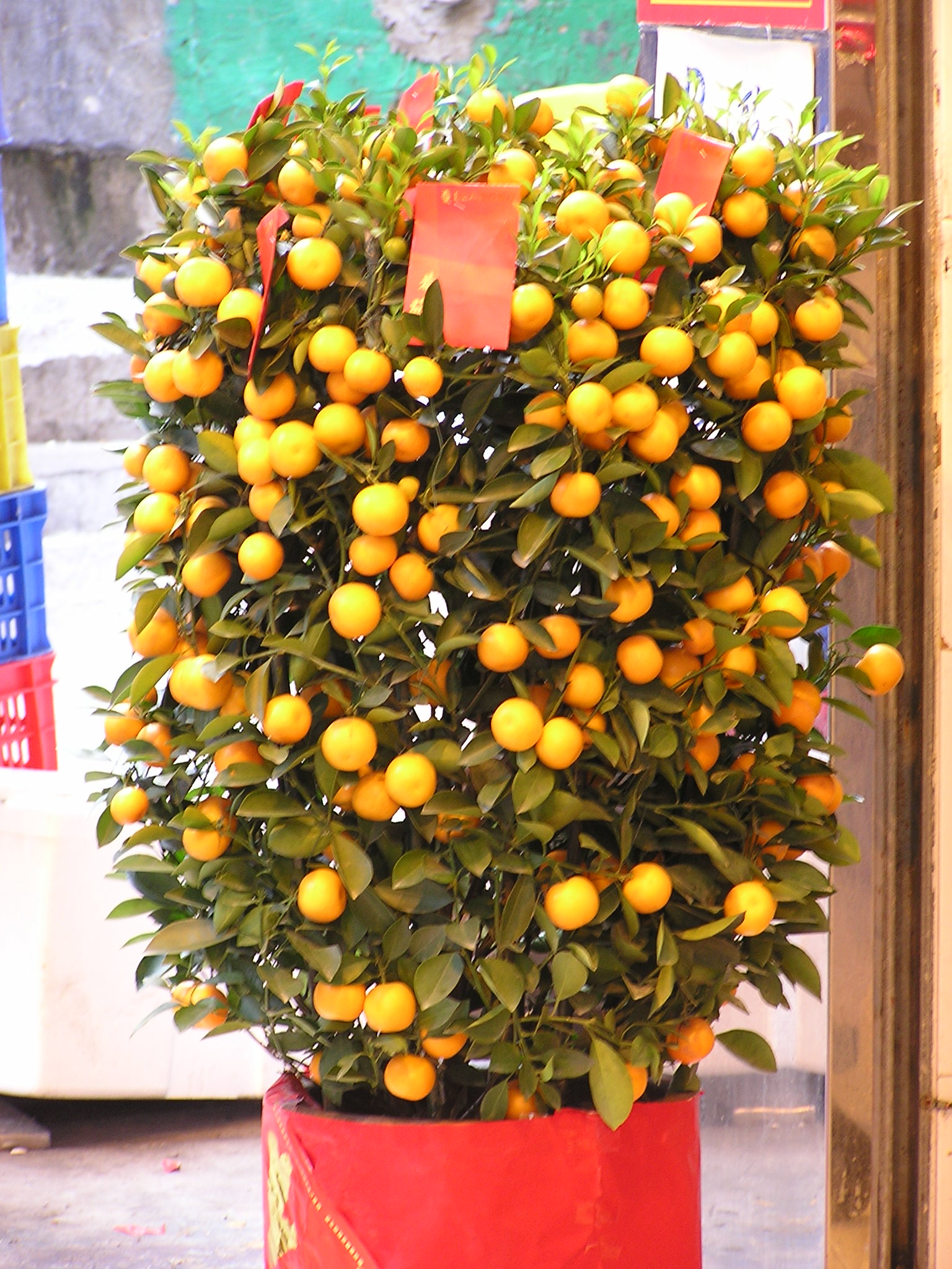 Mandarin Tree