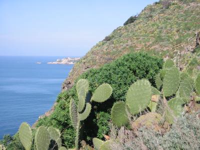 u39/cjo/medium/25384376.cacti.jpg