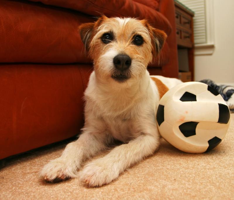 Baileys ready to play