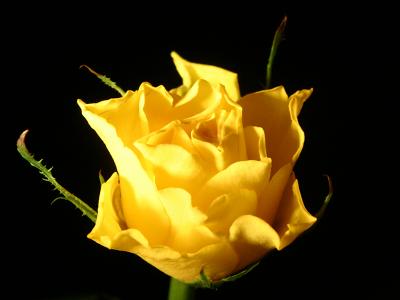 January 28 2004: A Rose for a Rose