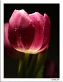 February 1 2004:<br> Tulip by Night