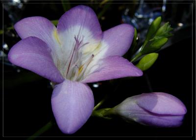 Fragrant Freesia