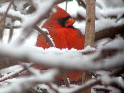 Cold Cardinal