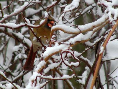 Snow Eater