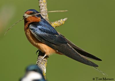  Barn-Swallow