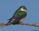  Violet-green-Swallow
