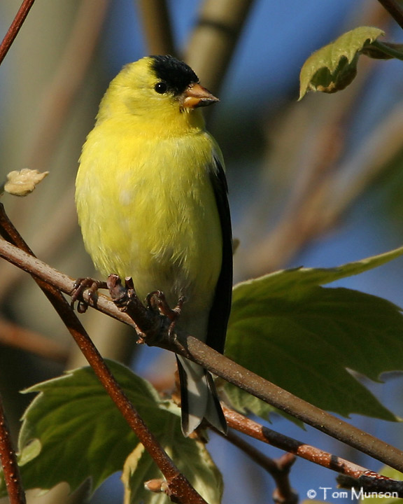 American Goldfinch