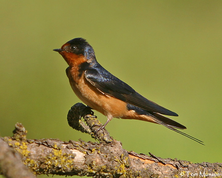  Barn-Swallow 