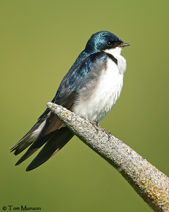  Tree-Swallow 