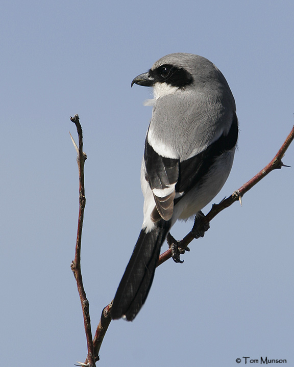 Loggerhead Shrike