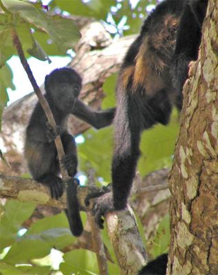 Howler Monkeys