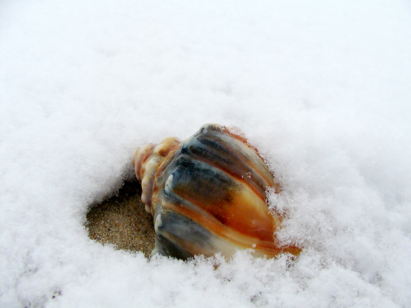 shell