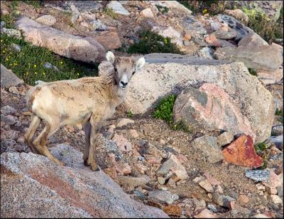 Rocky Mountain Bighorn Sheep Baby...