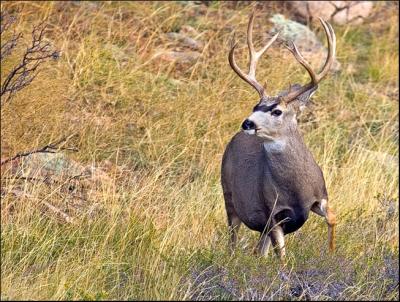 Mule Deer Buck...