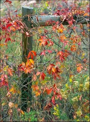 Colorful Fence...