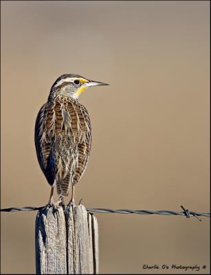 Western Meadowlark...