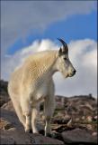 Mountain Goat Pictures...