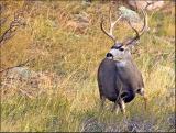 Mule Deer Buck...