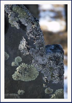 Gravestone and Moss at ....