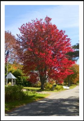 The leaves are gorgeous!