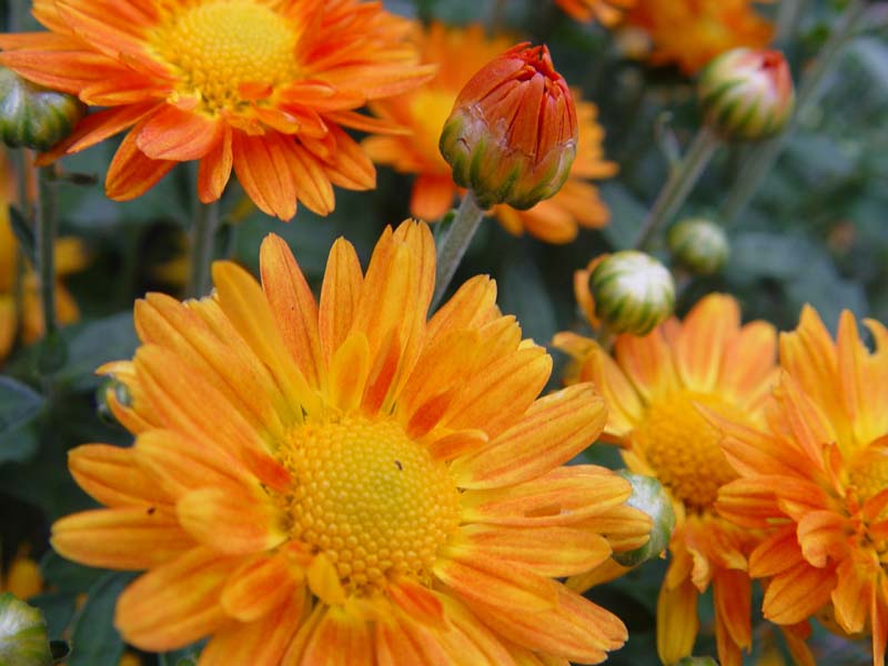 August 10, 2004<br><font size=2>Autumn in the Air</font><br>Day 96