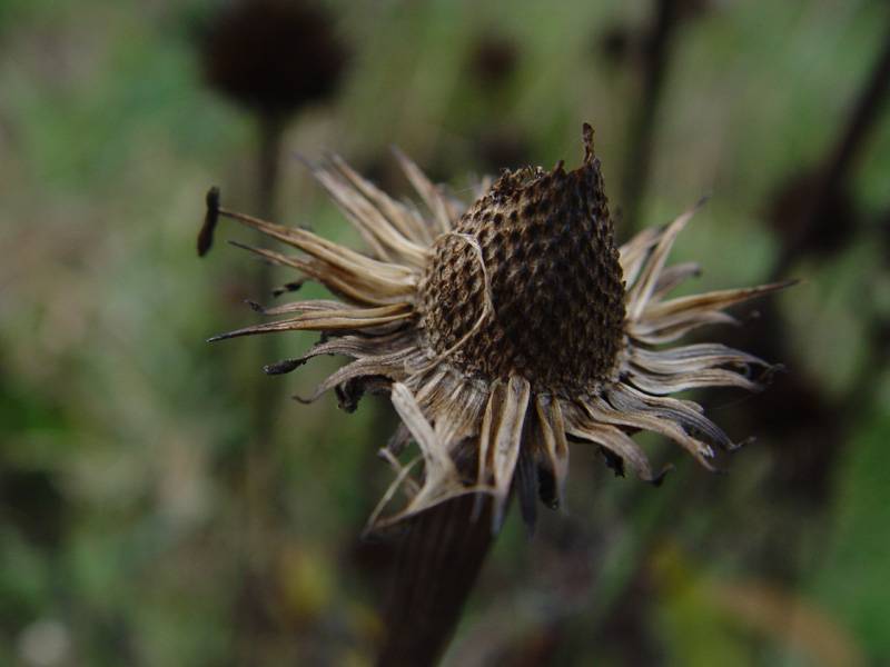 Coneflower<br>DSC04289.JPG