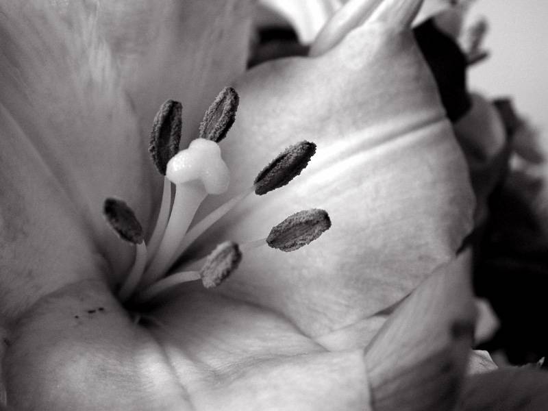 DSC05796_BW.JPG