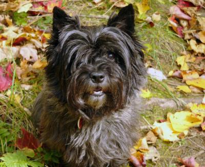 Annie-cairn in the Leaves