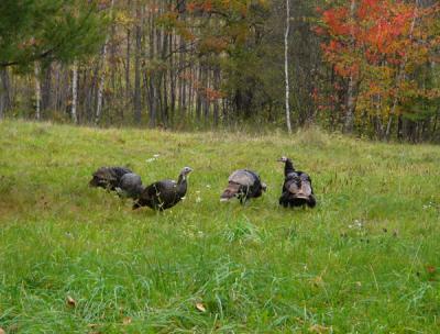 Turkeys in Vermont