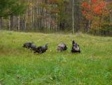 wild turkeys-grazing