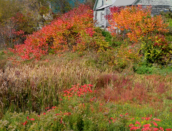 old House and Sumac