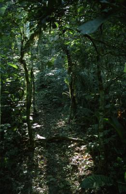 Forest track in Kibale